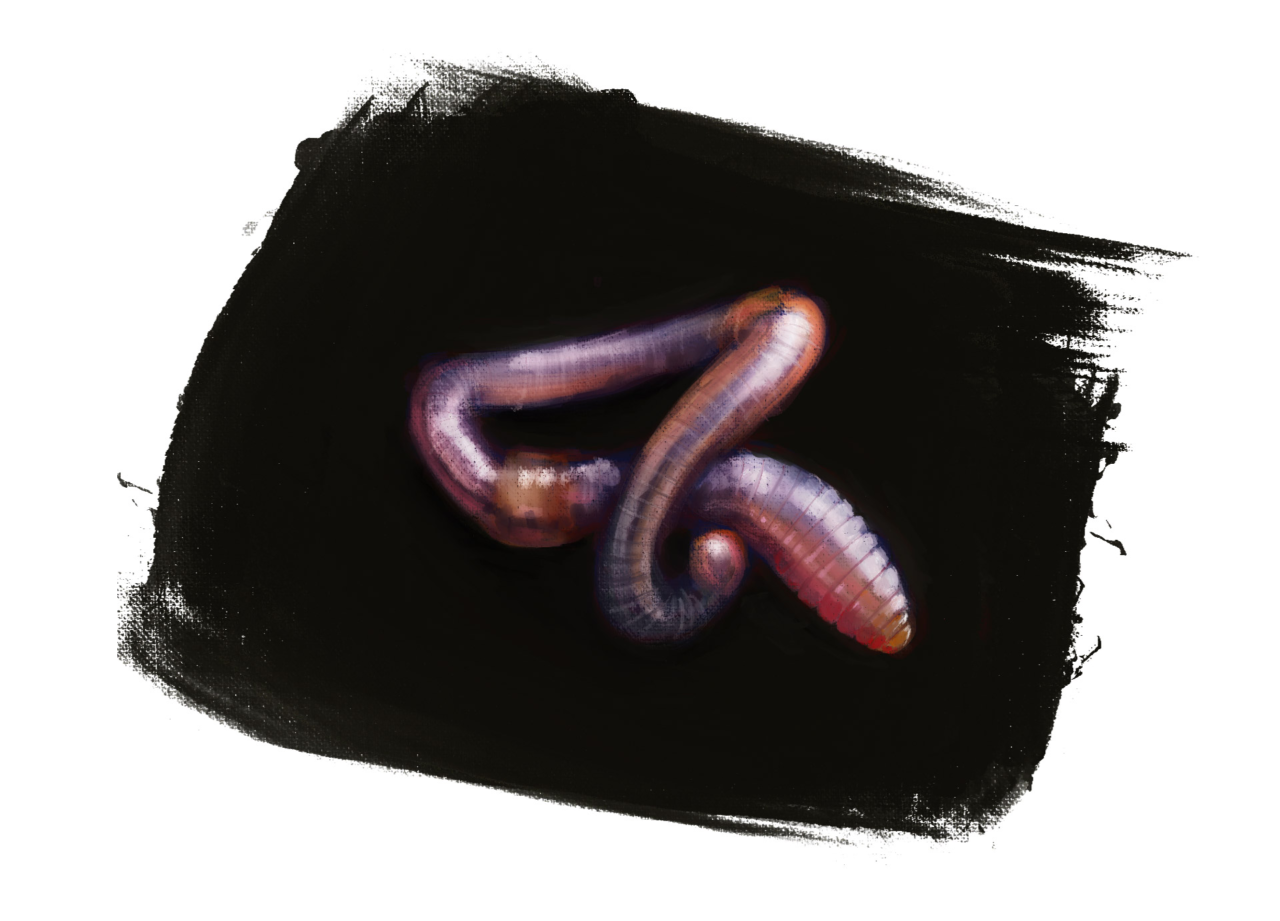 Earthworm Study by Roxane Lapa