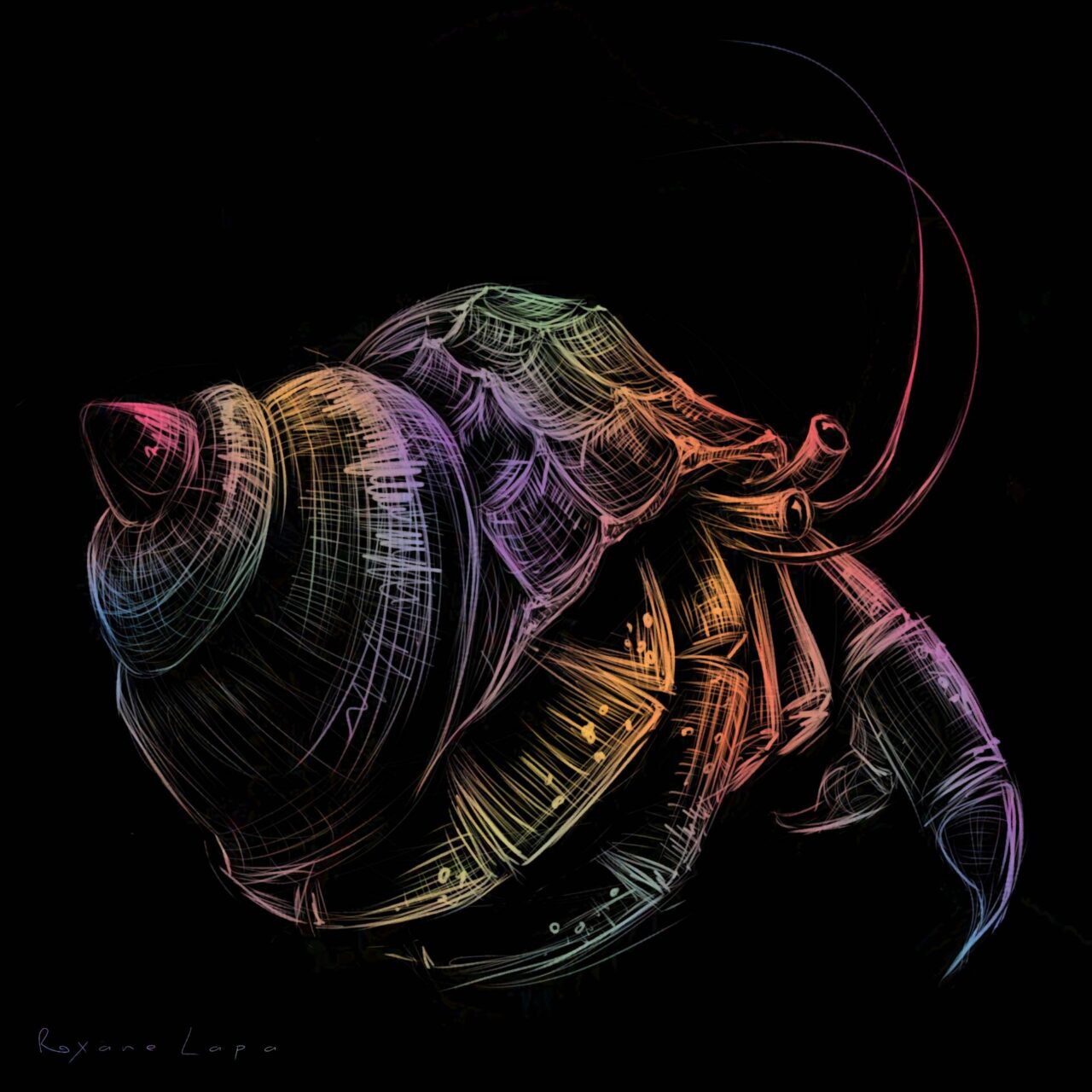 Rainbow Hermit Crab by Roxane Lapa