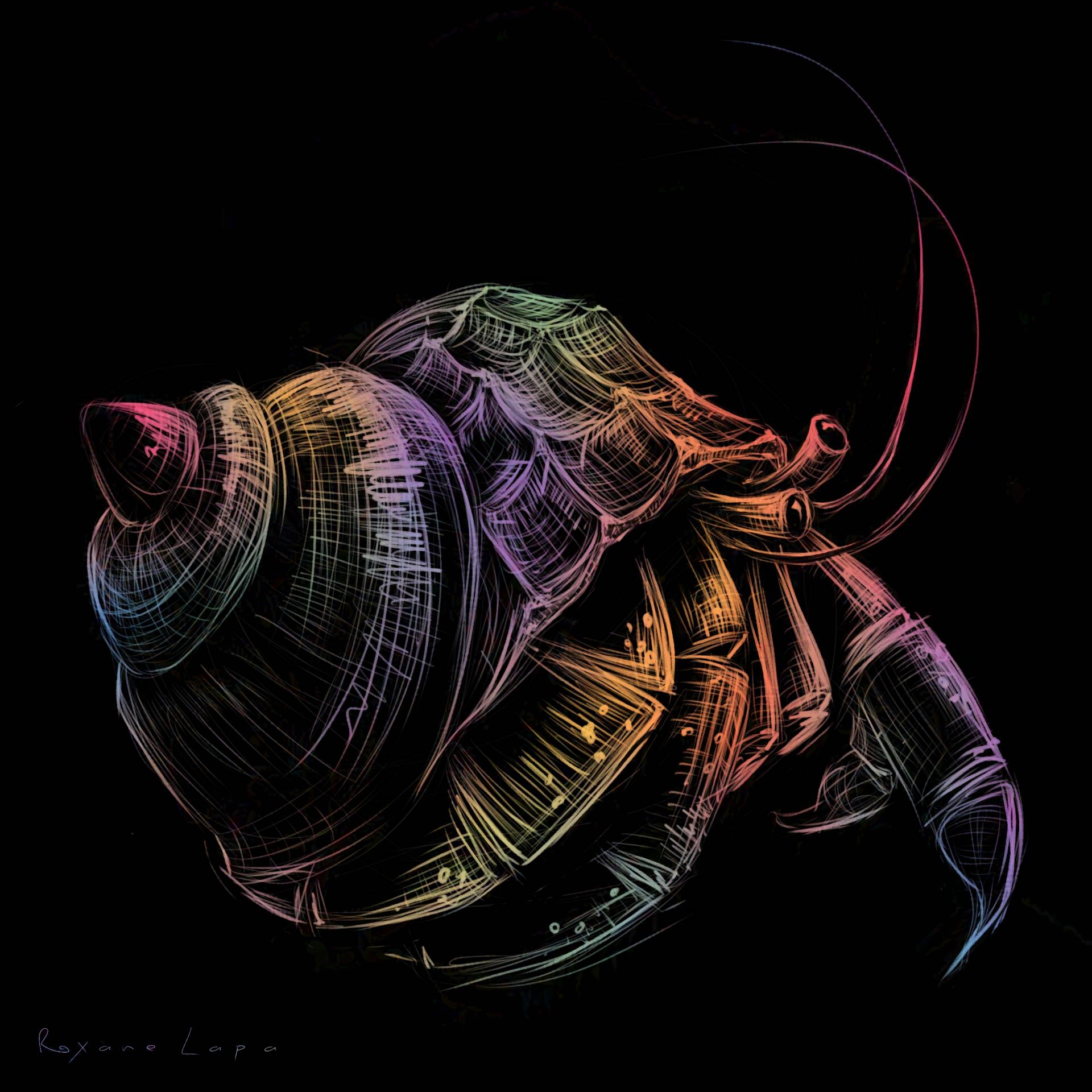 Rainbow Hermit Crab by Roxane Lapa